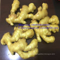 Top Quality New Crop Air Fresh Ginger 250g